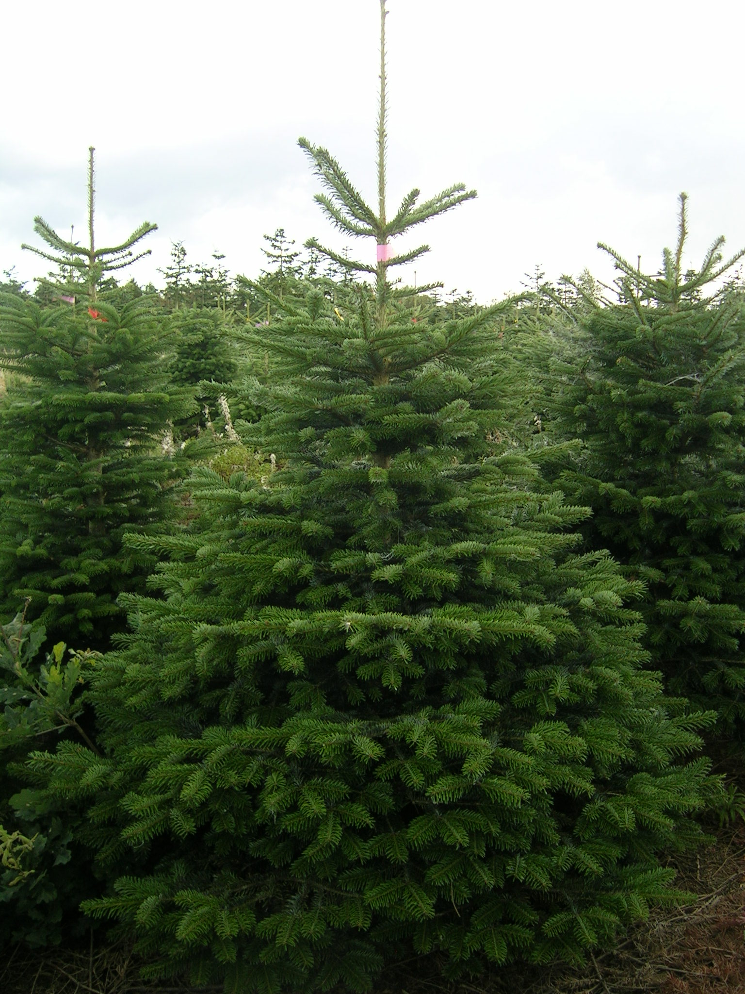 Kungsgran 2,5-3m Prima GULD