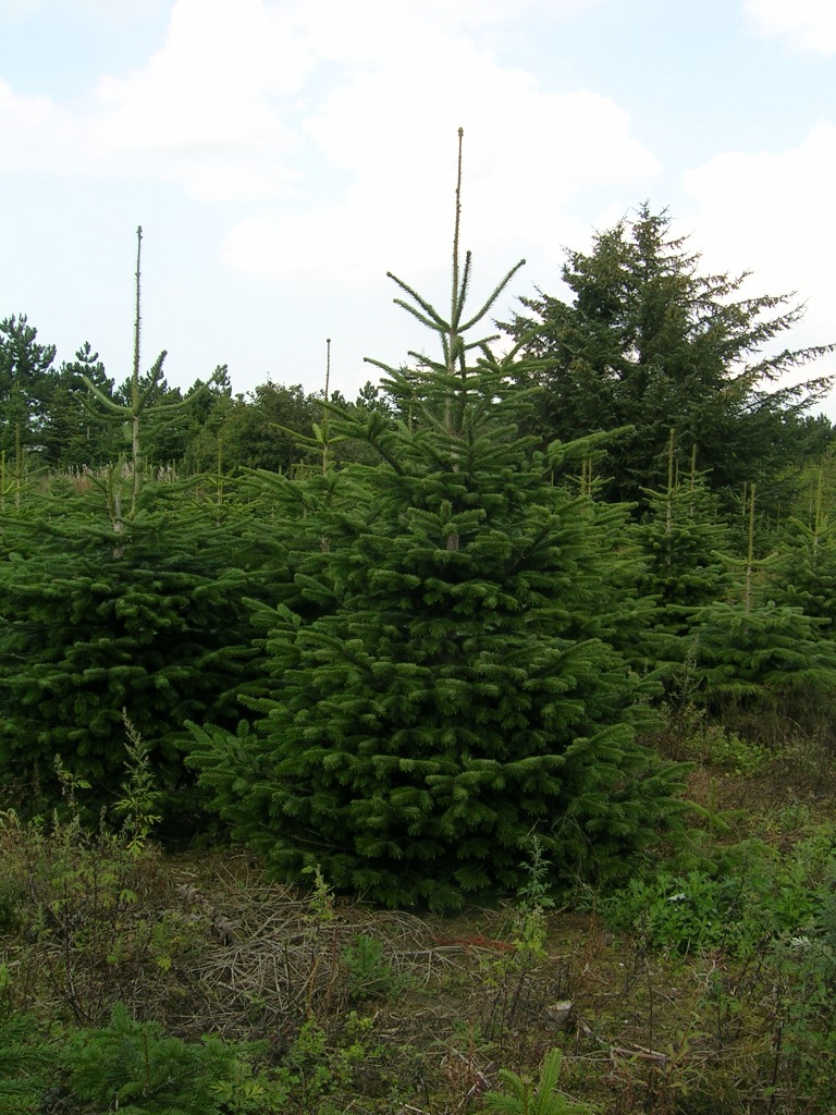 Kungsgran Bronze 2,5-3m Standard