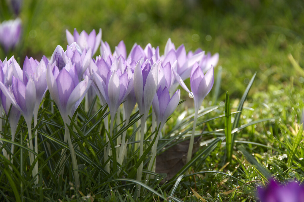 Krokus Tomassianus Albus  5/7
