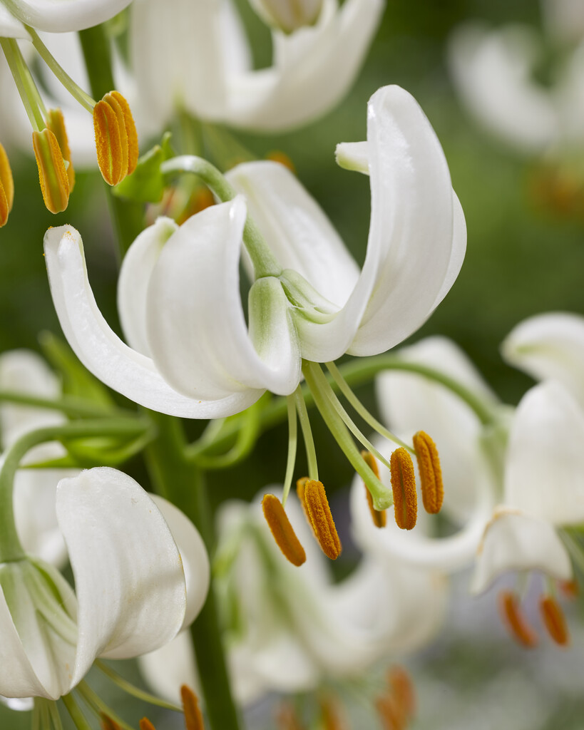 Lilja Snowy Morning 14/16 (1)