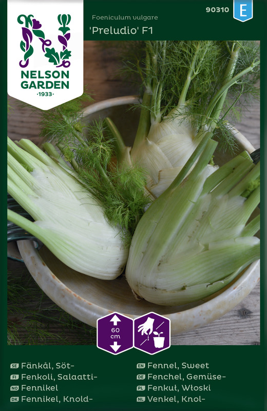 Fänkål, Söt-, Preludio F1 v26