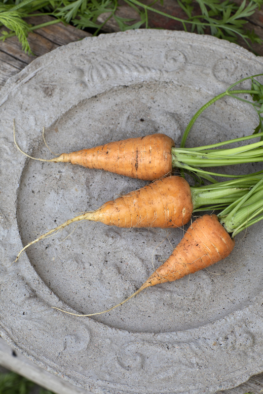 Morot, Sommar-, Oxheart v26