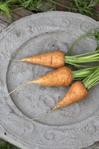 Morot, Sommar-, Oxheart v26