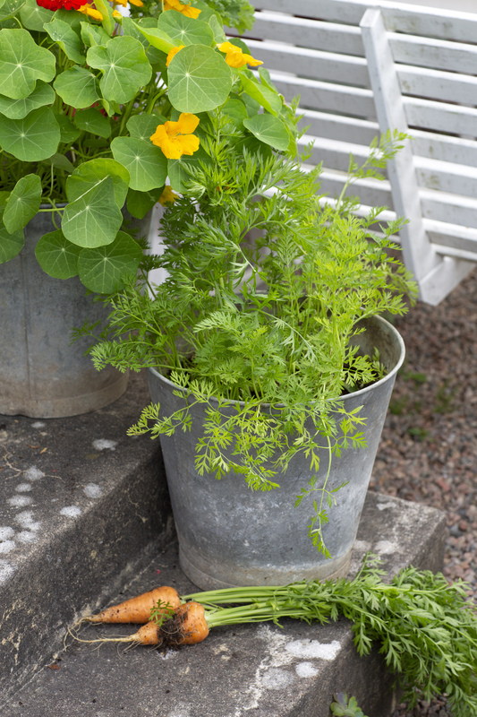 Morot, Sommar-, Oxheart v26