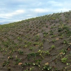 BioWeedStop 200 g/m2 4x100m
