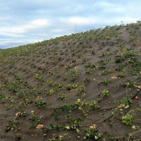 BioWeedStop 200 g/m2 4x100m