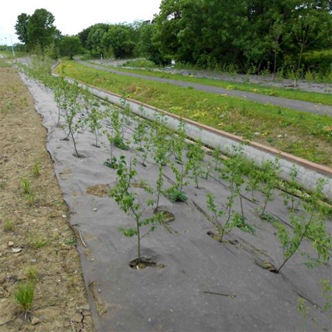 BioWeedStop 200 g/m2 4x100m