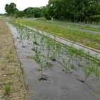 BioWeedStop 200 g/m2 4x100m