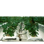 Tryckreglerande Drippers 1,5l/h vit