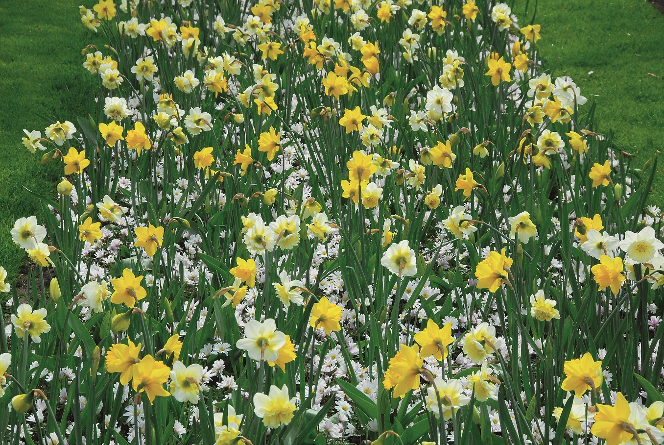 Blandning Narciss/Anemone Spring Lover 12/+ / 8/9