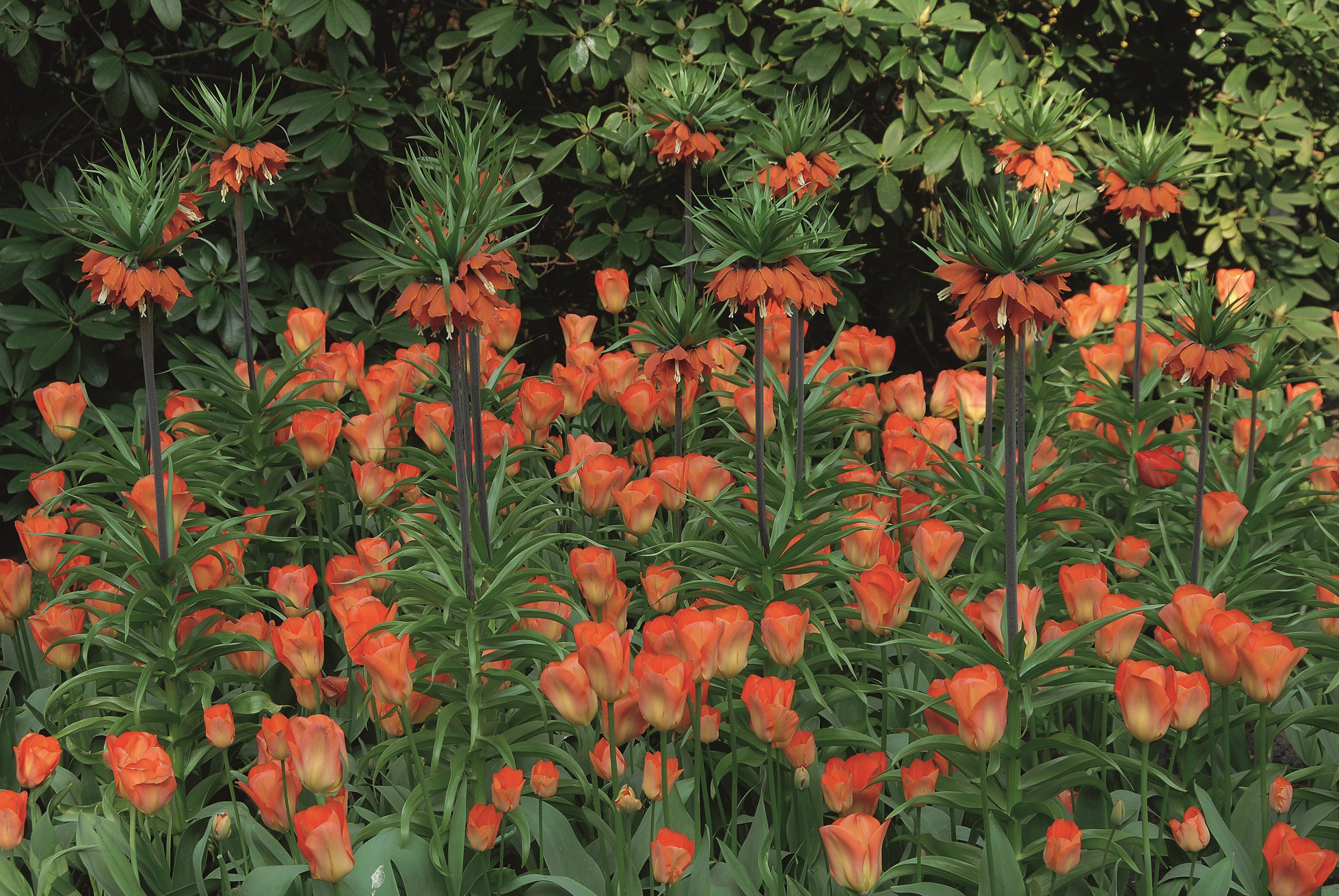 Blandning Tulpan/Fritillaria Fantasy 12/+ /  24/+