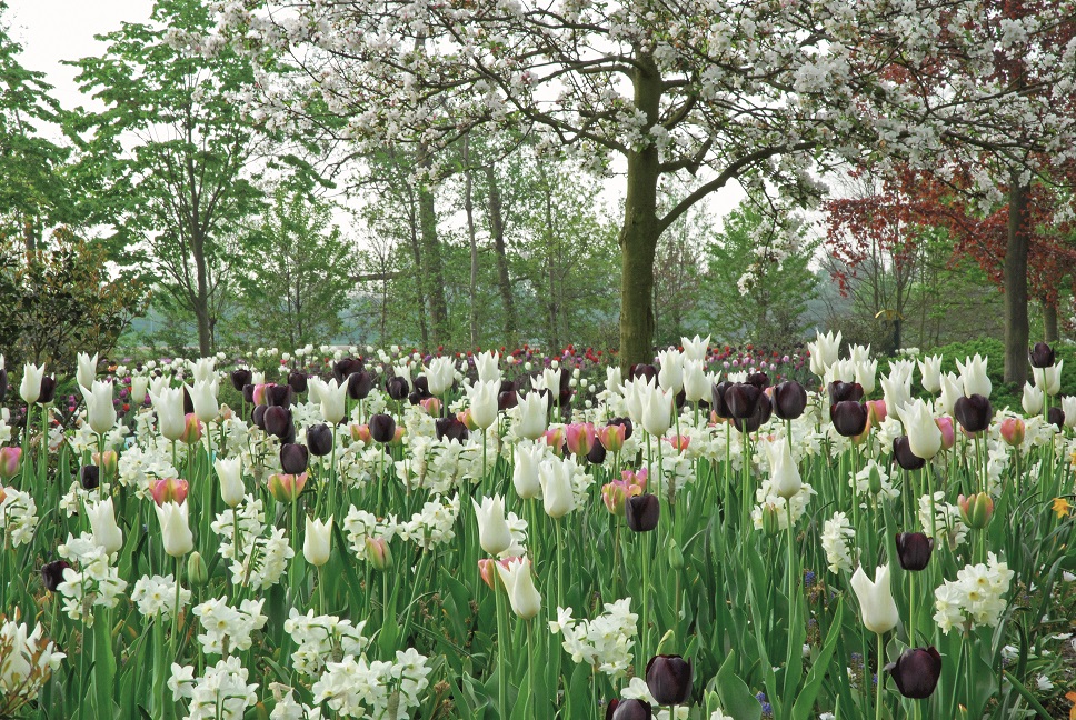 Blandning Tulpan/Narciss/Muscari Way of Life 12/+ / 12/14 / 8/9