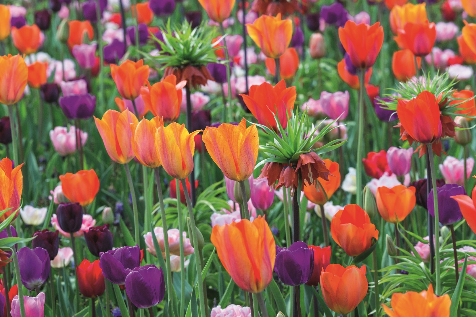 Blandning Tulpan/Fritillaria/Muscari Garden Story 12/+ / 24/+ / 8/9
