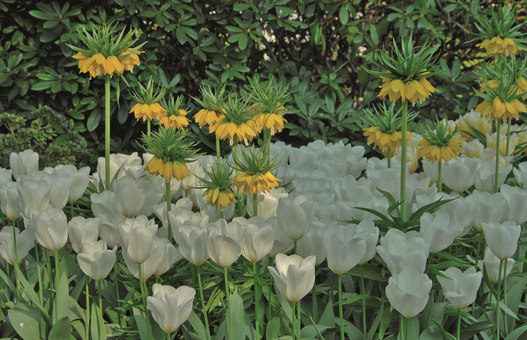 Blandning Tulpan/Fritillaria Kiss of Spring 12/+ / 24/+