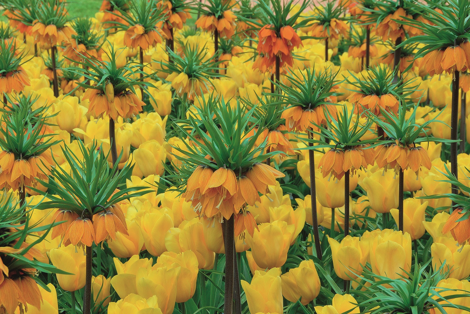 Blandning Tulpan/Fritillaria Heart Beat 12/+/  24/+
