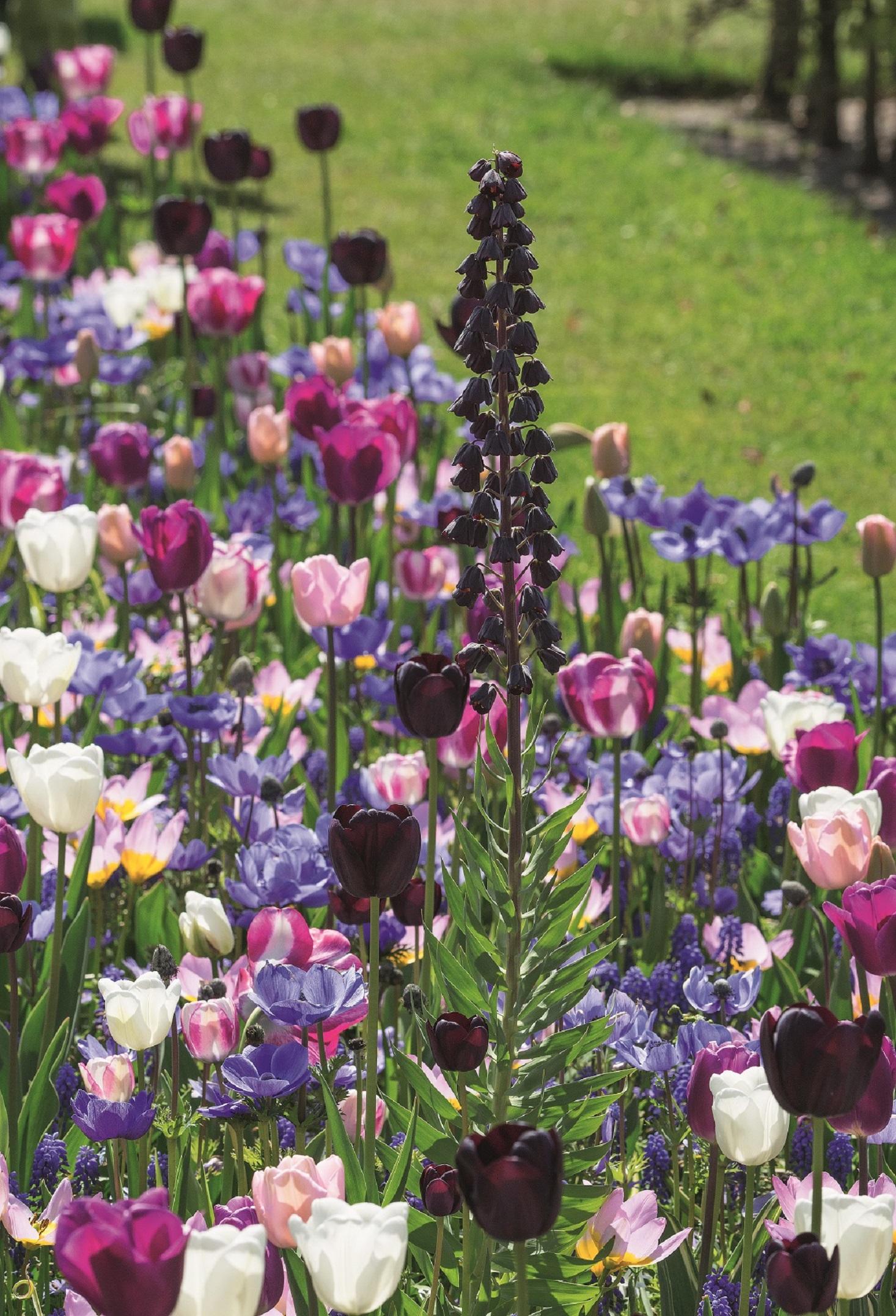 Blandning Tulpan/Anemone/Frittilaria/Muscari Flower Carpet 5/6 / 24/+