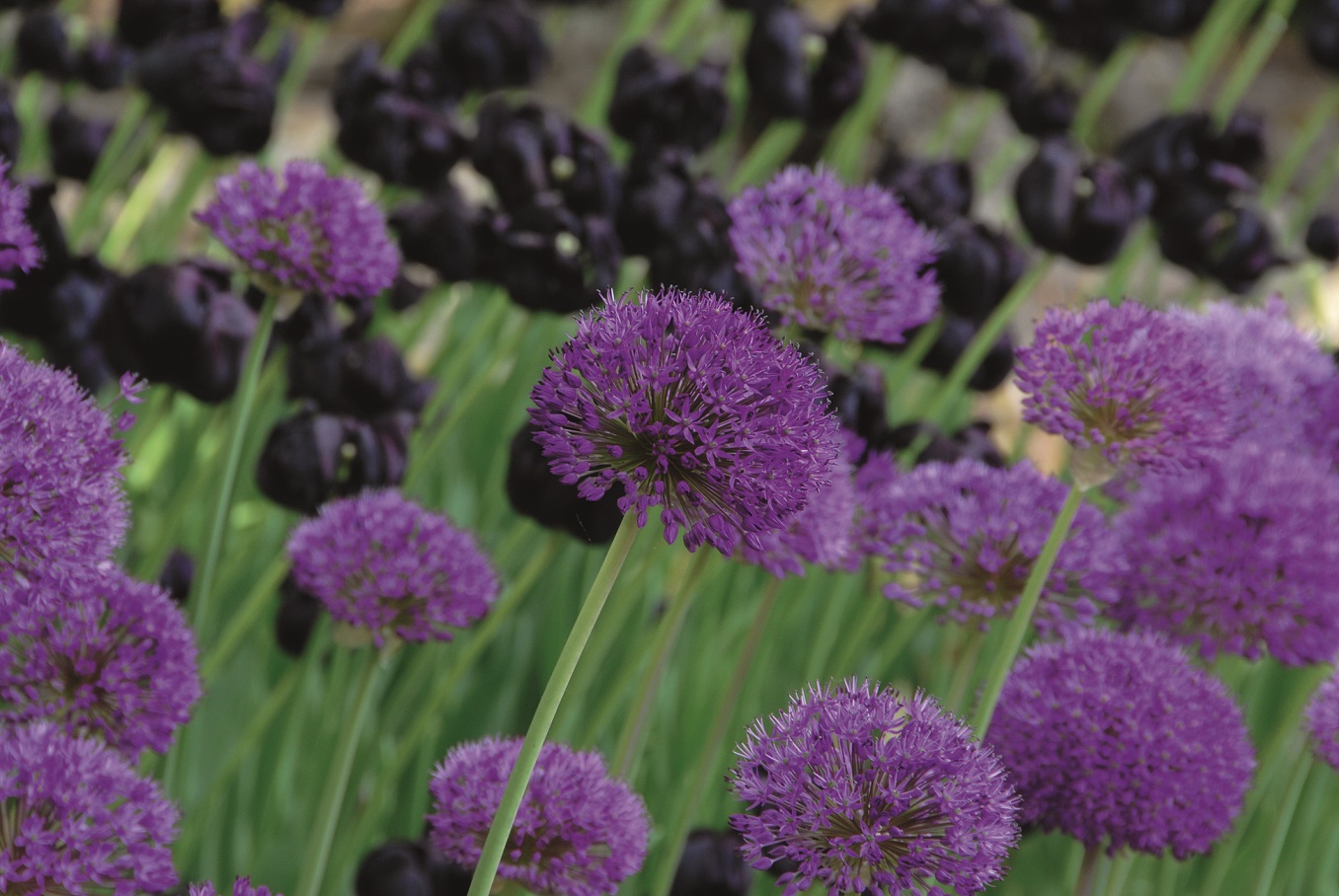 Blandning Tulpan/Allium Vigilanti 14/16 / 12/14