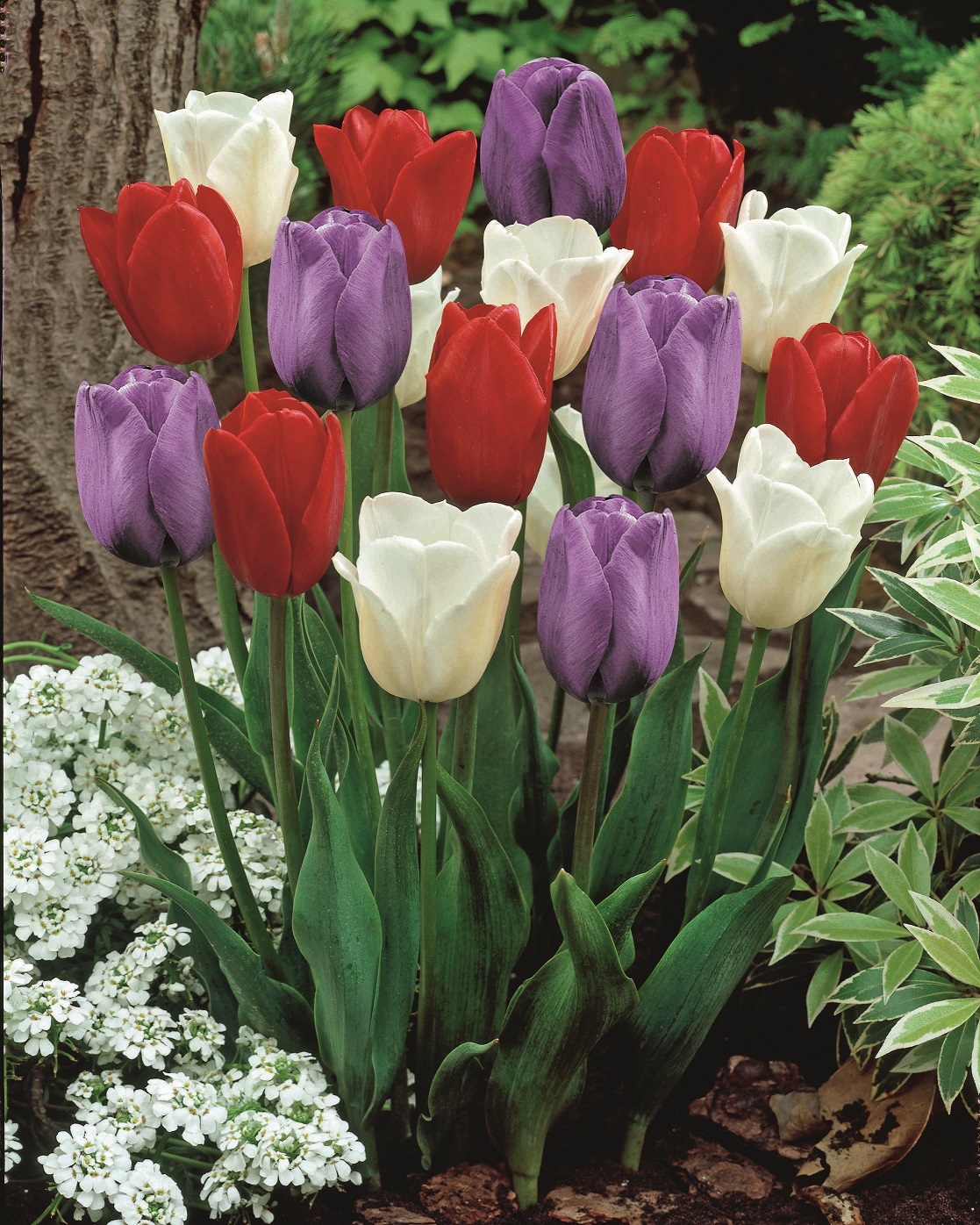Blandning Tulpan Dutch Garden 12/14