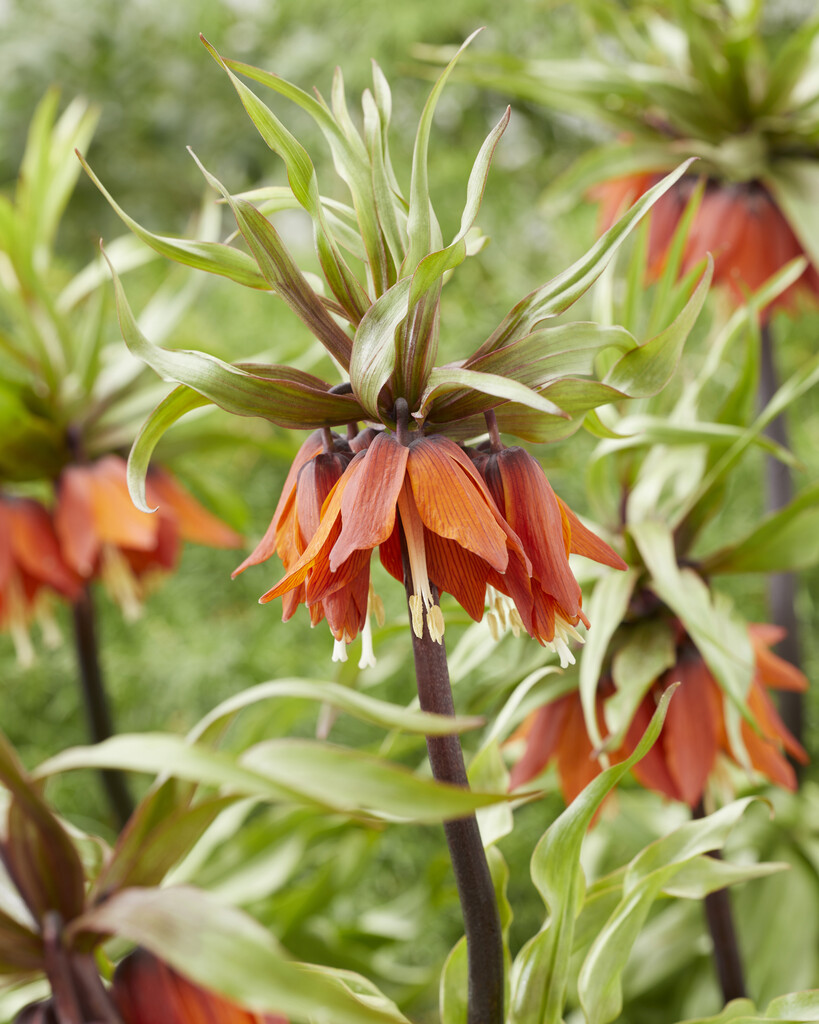 Fritillaria Rubra 24/26 (1)