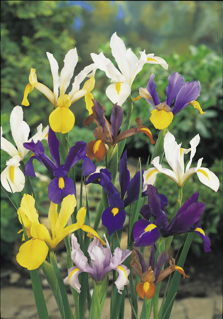 Iris Hollandica Mixed 8/9 (15)