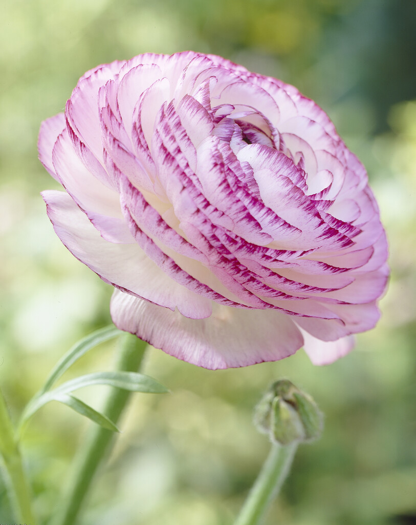 Ranunculus Picotee Rose 6/7