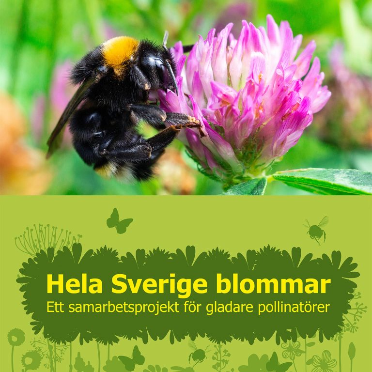 Fröblandning Hela Sverige Blommar - flerårig 10kg