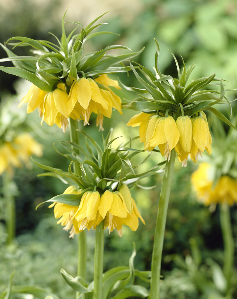 Fritillaria Lutea 24/26 (1)