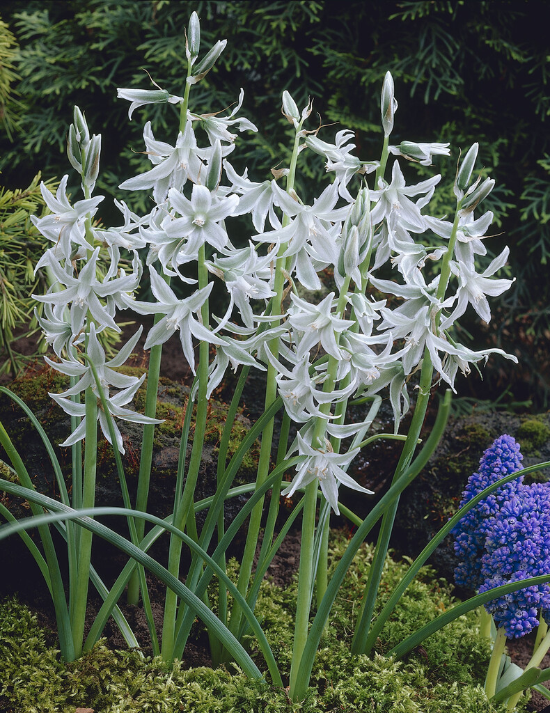 Ornithogalum Nutans 6/7