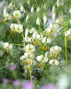 Lilium Martagon Album (October) 16/18