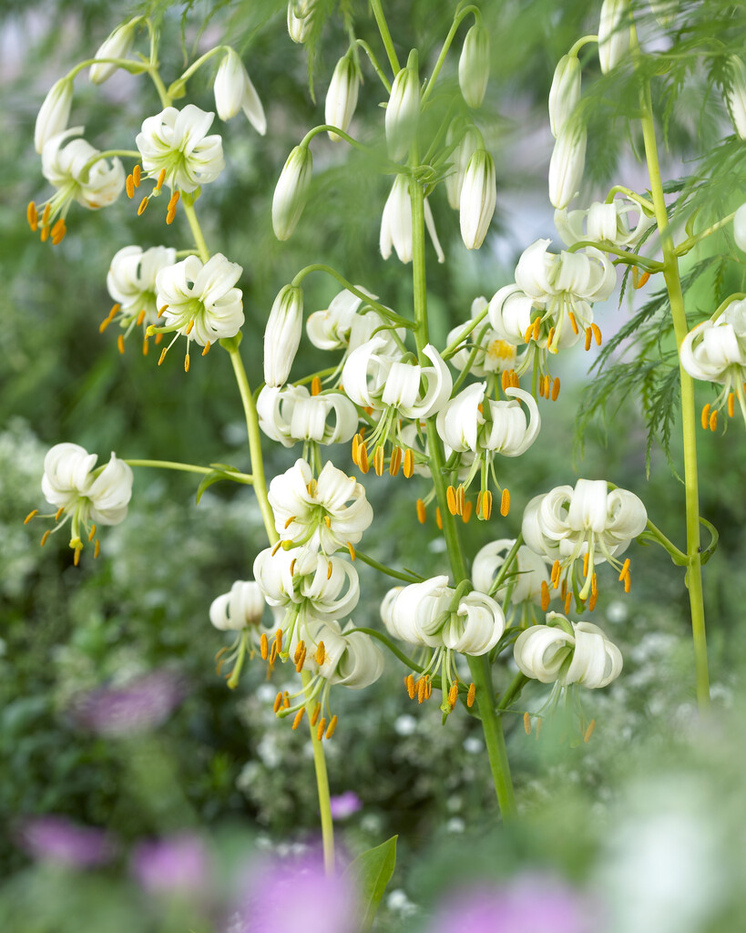 Lilium Martagon Album (October) 16/18