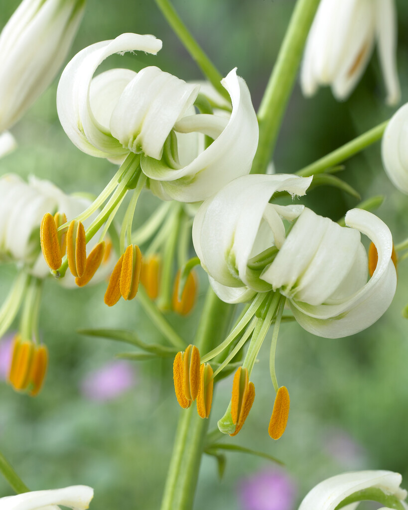 Lilium Martagon Album (October) 16/18