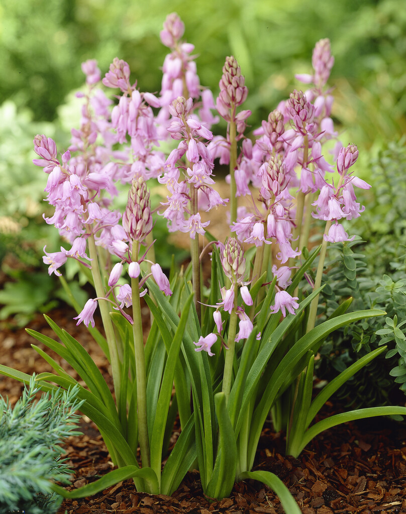 Hyacintoides Hispanica Roze 8/9 (10)