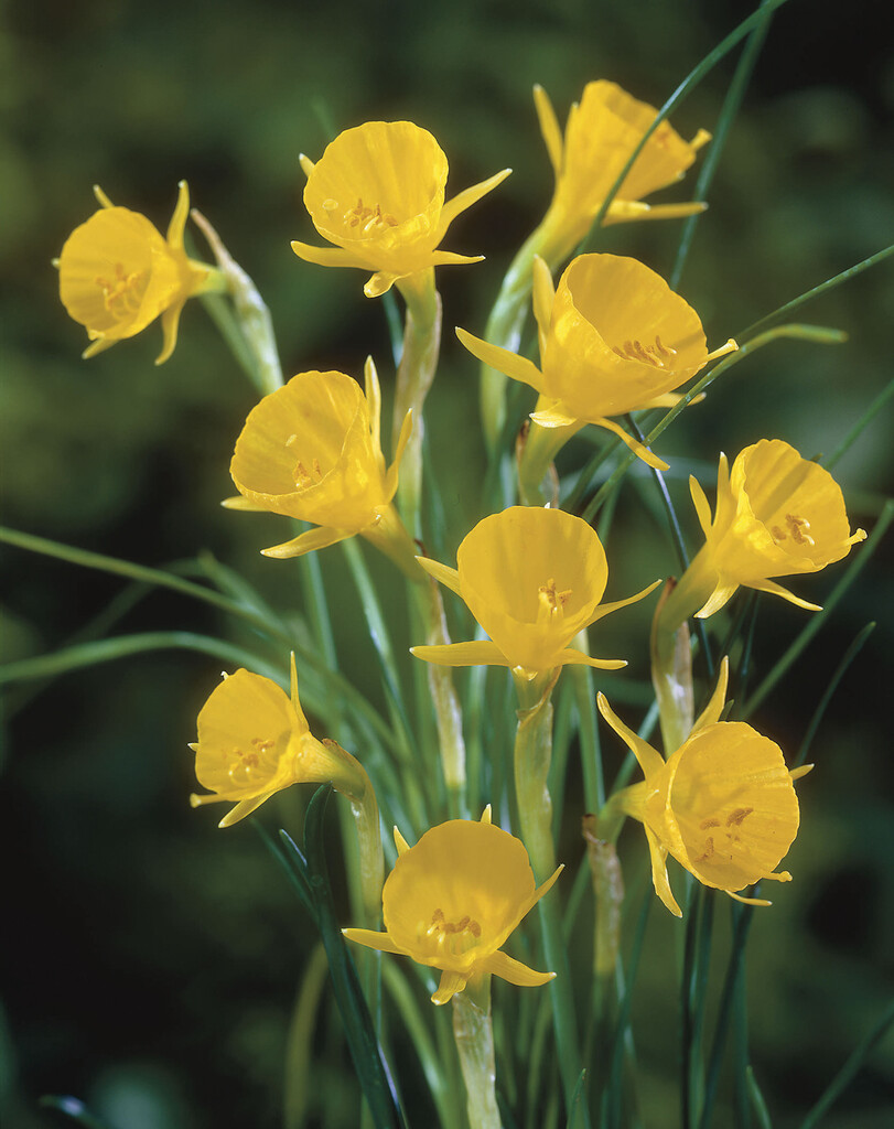 Narciss Bulbocodium I