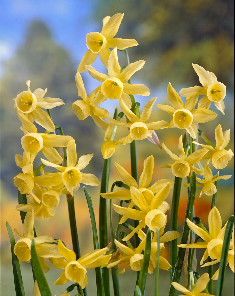 Narciss Hawera 12/14