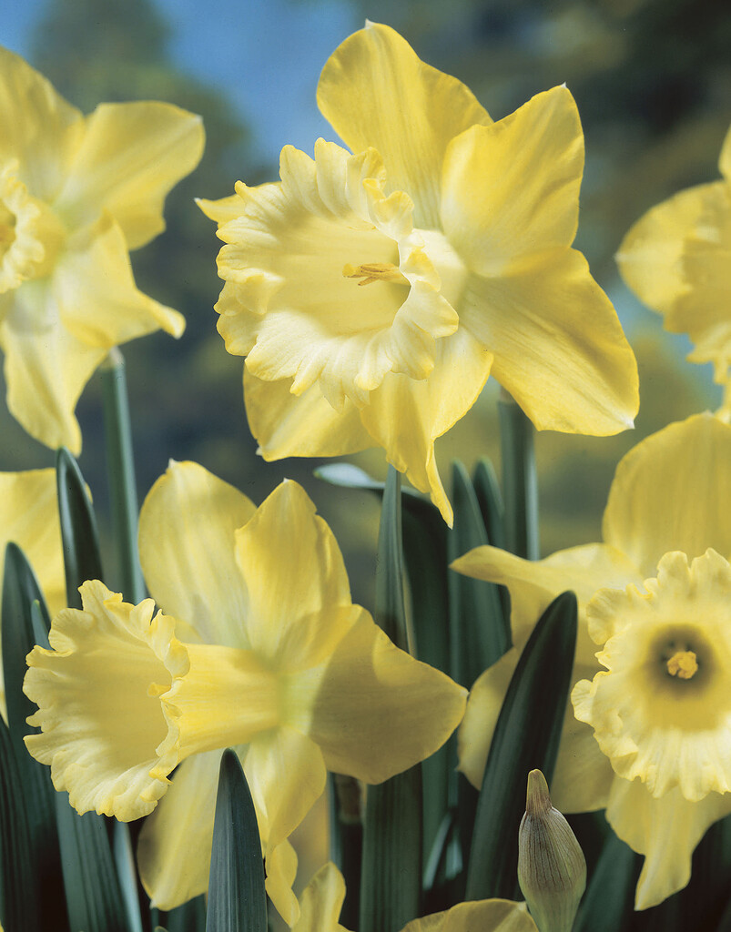 Narciss Spellbinder 14/16