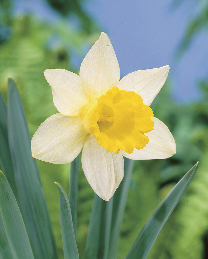 Narciss Topolino 10/12