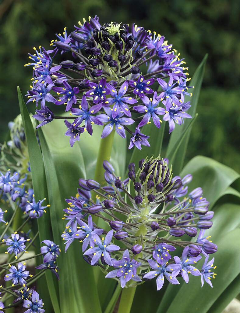 Scilla Peruviana 20/24