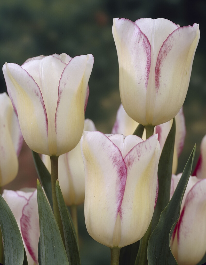 Tulpan Blushing Girl 12/+