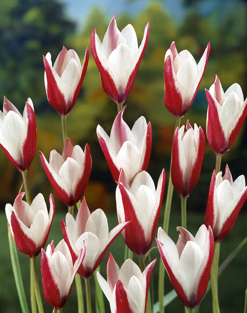 Tulpan Clusiana  5/+