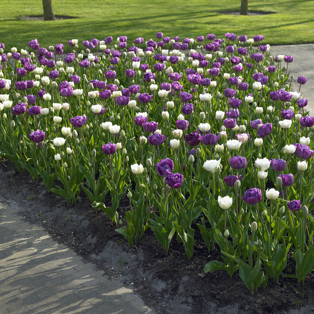 Blandning Tulpan Purple in white  12/14