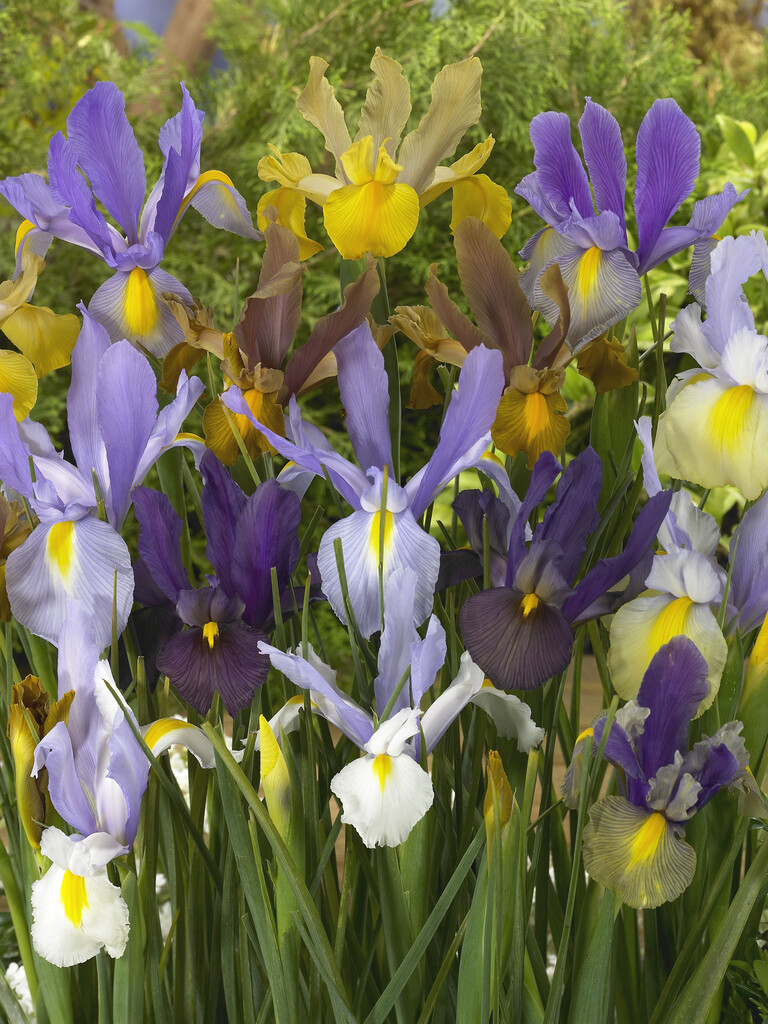 Iris Hollandica Mixed 10/+