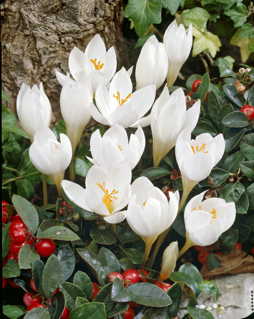 Krokus Speciosus Albus 5/6