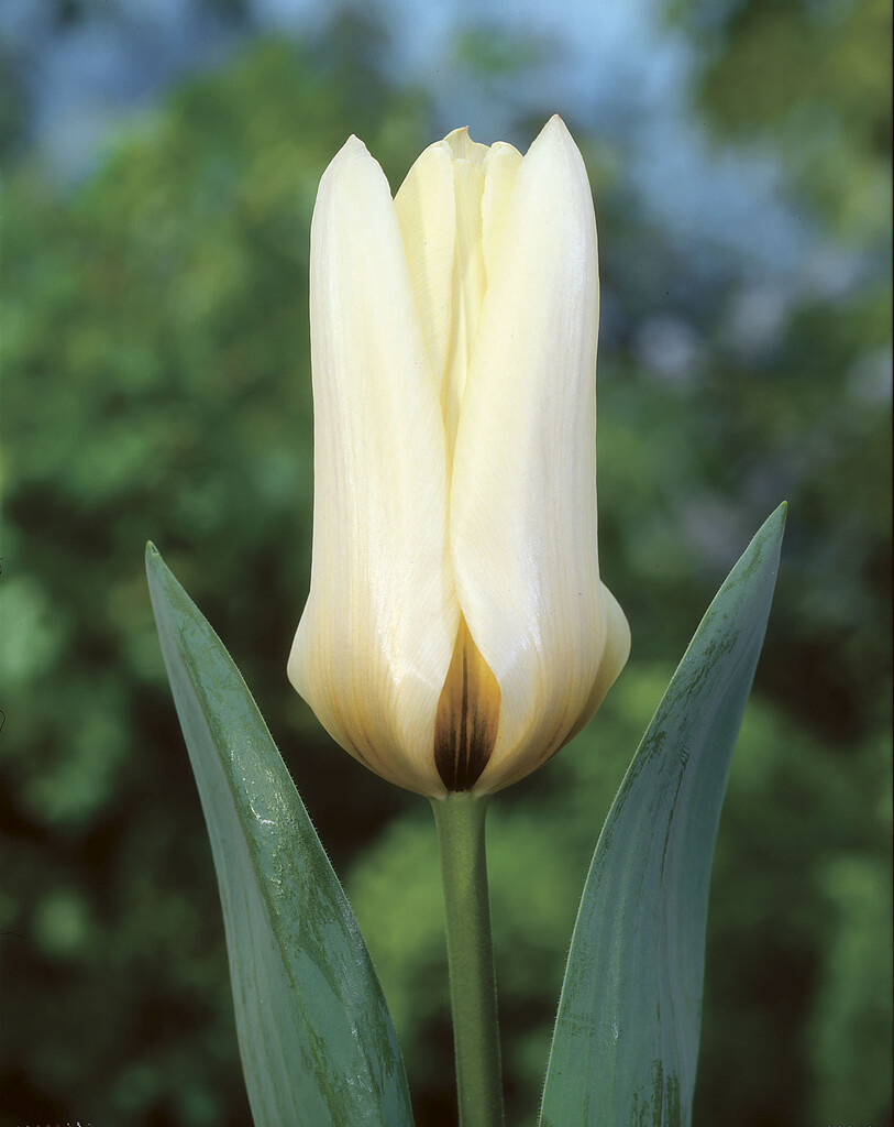 Tulpan Concerto 12/+