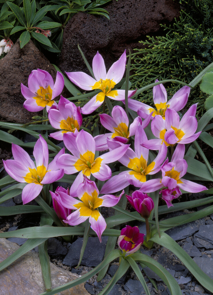 Tulpan Humilis 5/+