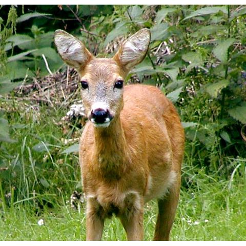 Rådjursnät 2x100m (maskstrl 20x35mm) svart