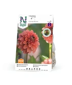 Dahlia Hög dek, Cornel Brons Apricot 1st