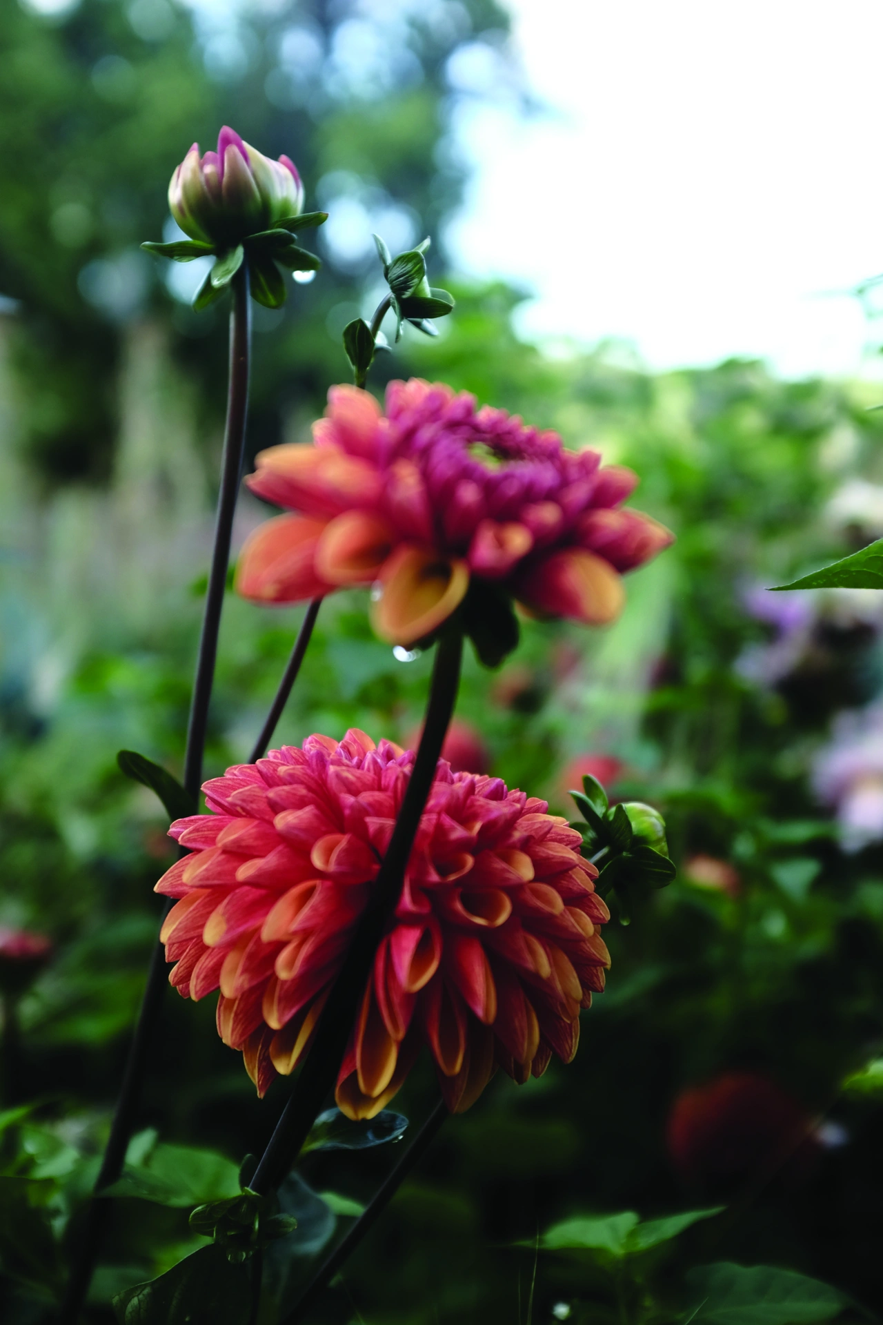 Dahlia Hög dek, Cornel Brons Apricot 1st