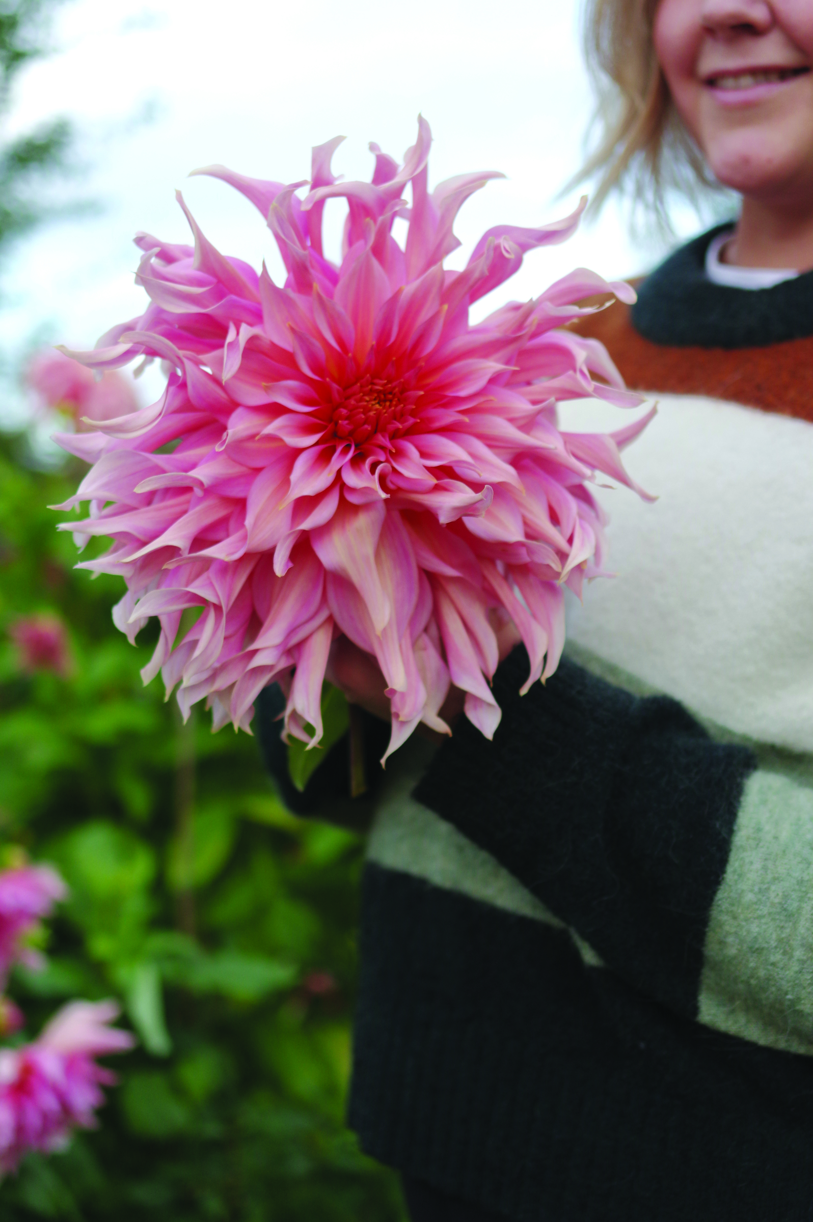 Dahlia Hög dek. Penhill Watermelon 1st