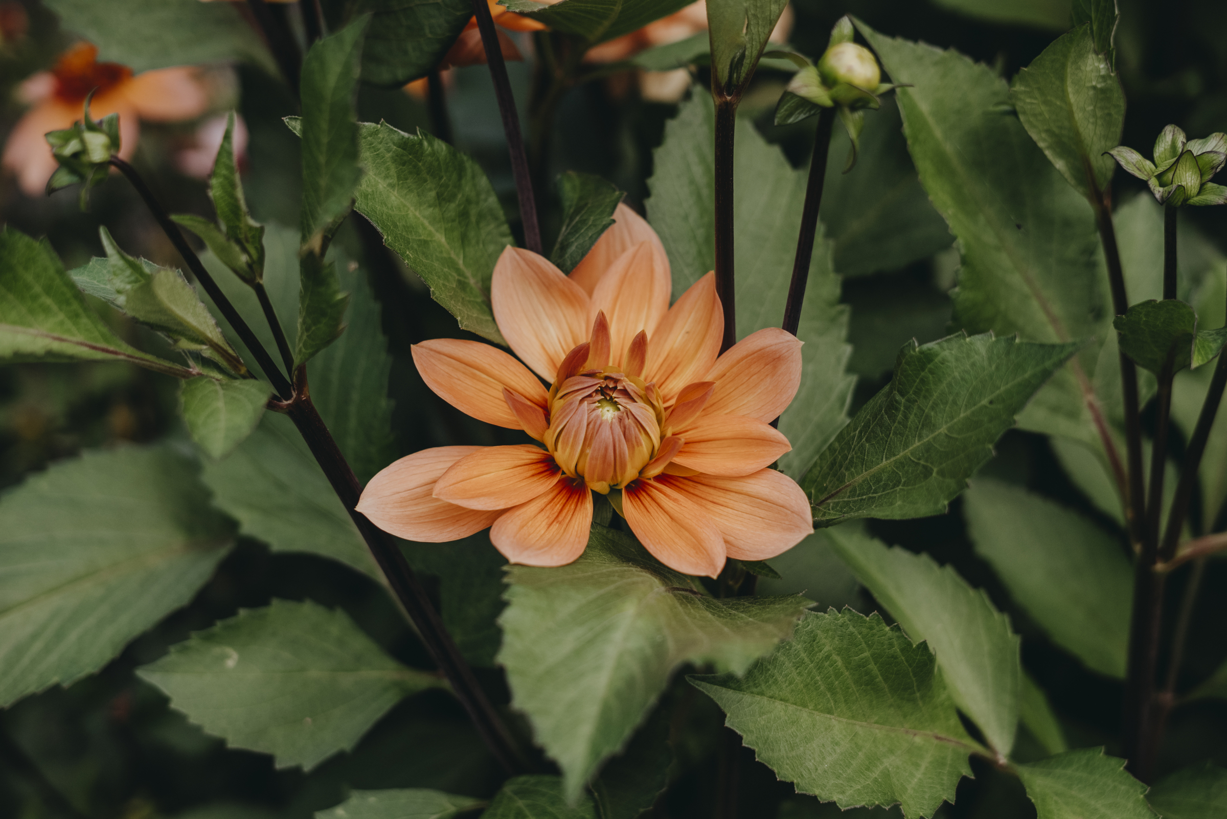 Dahlia Hög Näckros, Nicholas, Orange 1st