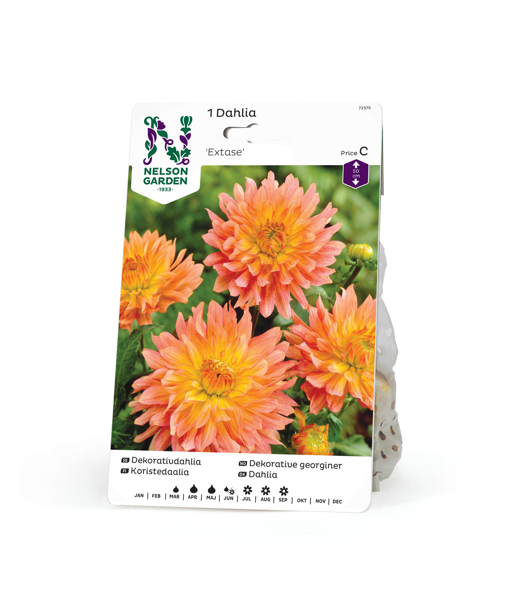 Dahlia Låg dek. Extase, rosagul 1st